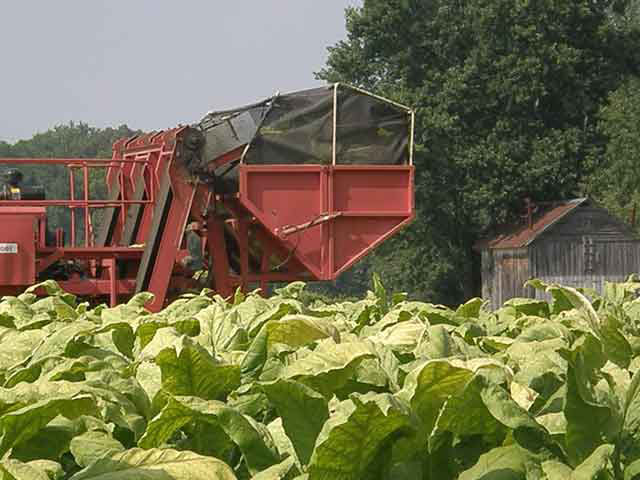 Harvest Tobacco