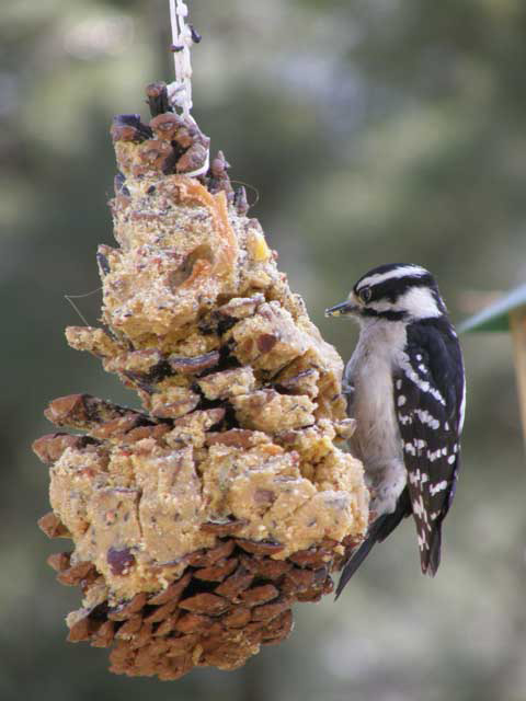 Woodpecker eating home made suet at Big Mill B&B, near Greenville, North Carolina