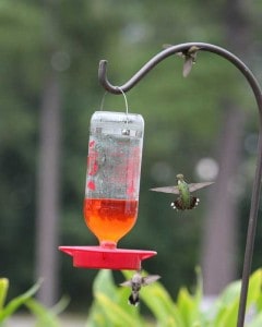 Hummer-feeder-lo-res Hummingbird nectar Recipe