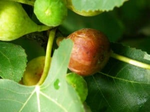 Figs growing on the farm at Big Mill B&B, near Greenville, North Carolina