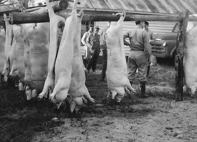 Martin County NC hog killing