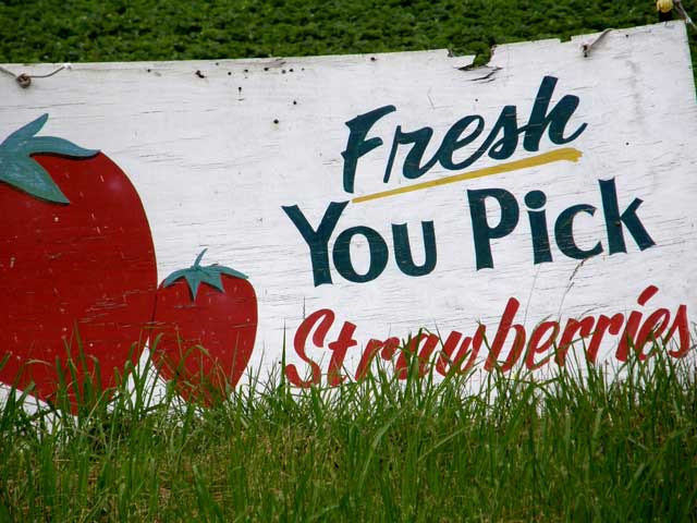 U-Pick strawberries in Eastern North Carolina