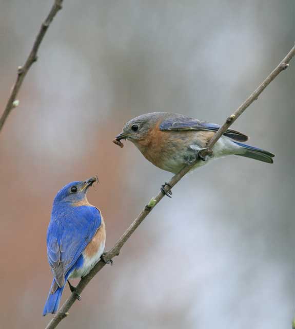 Big Mill B&B in Eastern North Carolina is a feast for bird lovers 