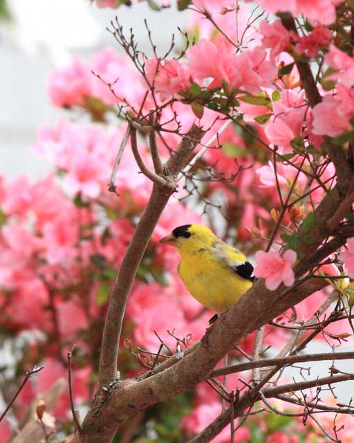 Birds near Greenville, North Carolina at Big Mill B&B, named a birder friendly business