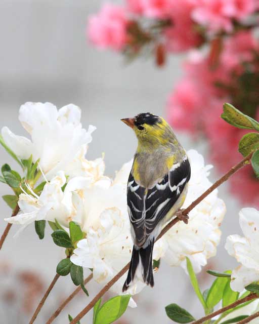 Birders love the variety at Big Mill Bed & Breakfast in eastern North Carolina