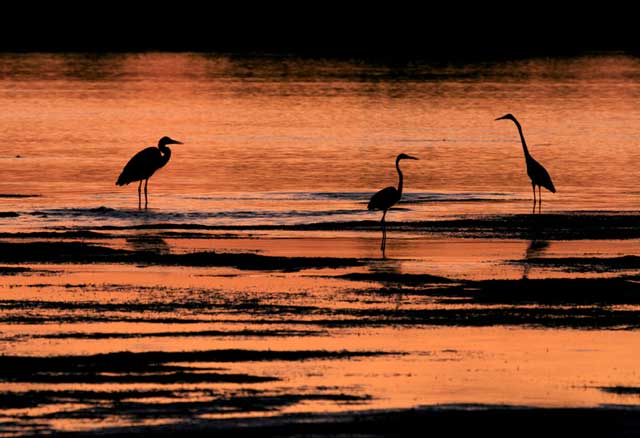 Bird watching near Big Mill Bed & Breakfast | https://chloesblog.bigmill.com/birds-of-lake-mattamuskeet-and-pocossin-lakes/