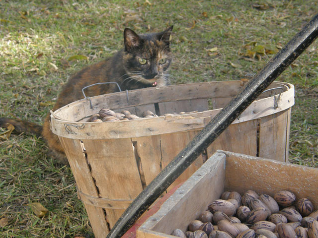 Potato crates from an eastern North Carolina farm