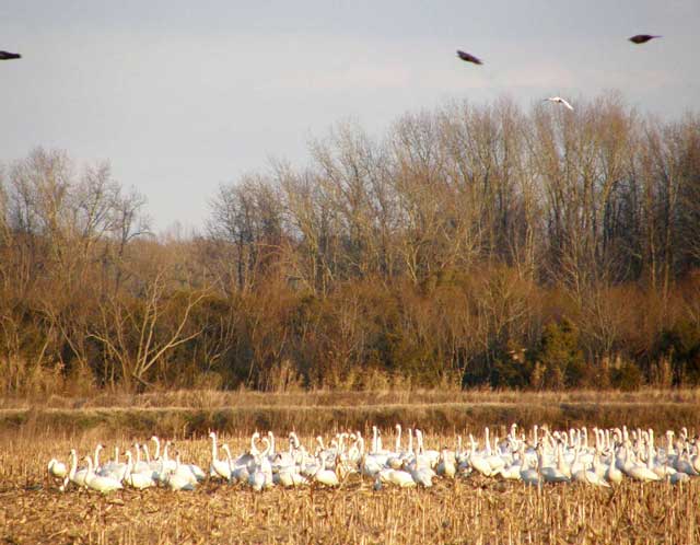 Swans feeding near Pocossin Lakes Wildlife Refuge | https://chloesblog.bigmill.com/birds-of-lake-mattamuskeet-and-pocossin-lakes/