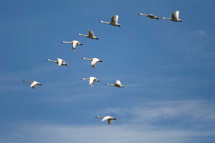 Bird watching in eastern North Carolina's Lake Mattamuskeet | https://chloesblog.bigmill.com/birds-of-lake-mattamuskeet-and-pocossin-lakes/