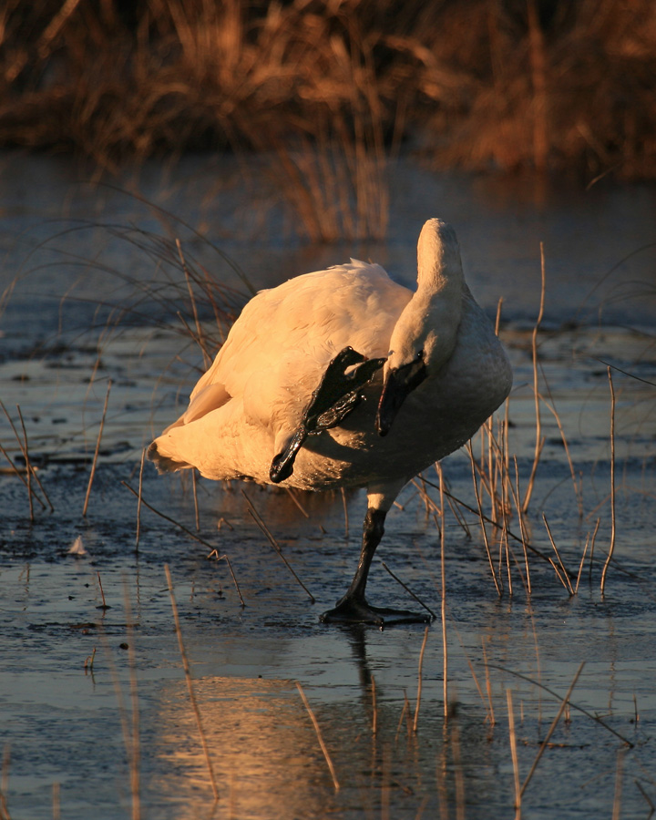 Bird Watcher's paradise at Pocossin Lakes a day trip from Big Mill B&B | https://chloesblog.bigmill.com/birds-of-lake-mattamuskeet-and-pocossin-lakes/