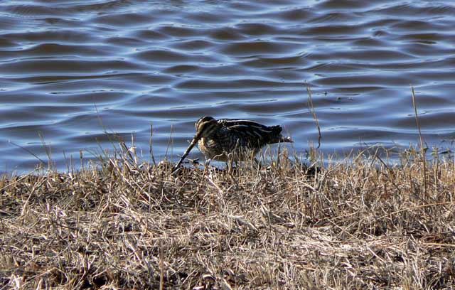 Bird watching in eastern North Carolina | https://chloesblog.bigmill.com/birds-of-lake-mattamuskeet-and-pocossin-lakes/