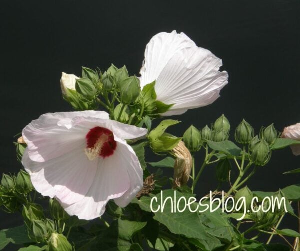 Marsh Mallow grows at Big Mill B&B Extended Stay