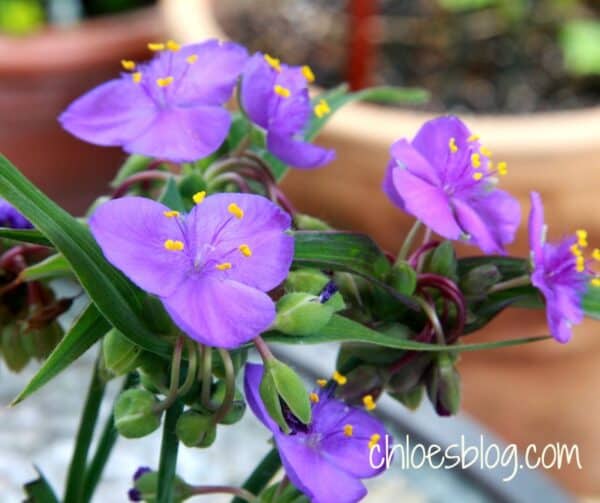 Spider Wort growing at Big Mill B&B