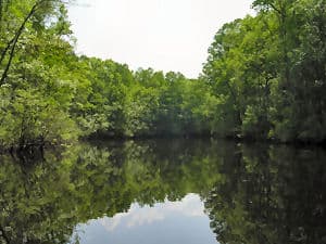Gardner's Creek in Eastern North Carolina |https://chloesblog.bigmill.com/roanoke-river-rock-fish-stew-recipe/