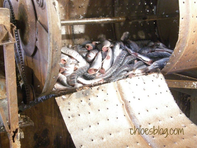 Homemade fish scaling machine at Cypress Grill | chloesblog.com