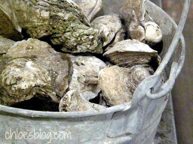 Photo of bucket of oysters at Sunnyside