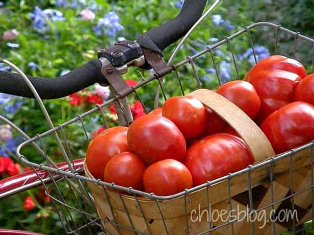 Heirloom tomatoes in bike at Big Mill B&B in Williamston, NC | www.chloesblog.bigmill.com/farmhouse-tomato-sandwich-the-mayonnaise-debate/