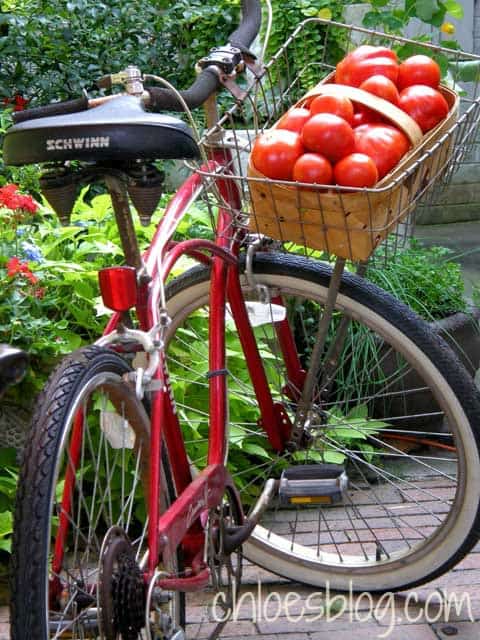 homegrown tomatoes in bicycle at Big Mill Farm B&B | www.chloesblog.bigmill.com/farmhouse-tomato-sandwich-the-mayonnaise-debate/