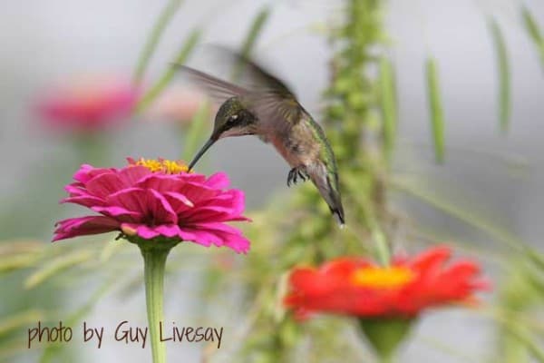 Hummingbird at Big Mill taken by Guy Livesay | https://chloesblog.bigmill.com/hummingbirds-at-big-mill-bird-breakfast/
