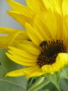 Flowers on the farm at Big Mill, a bed and breakfast on the way to the Outer Banks beaches of North Carolina