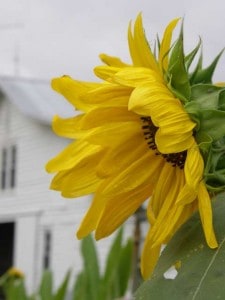 Sunflowers at Big Mill, a farm bed and breakfast in eastern North Carolina