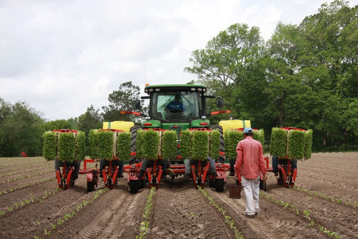 tobacco planting at Big Mill farm in Williamston, NC