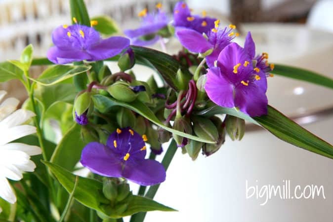 Spiderwort - Edible flower in the Big Mill B&B Garden