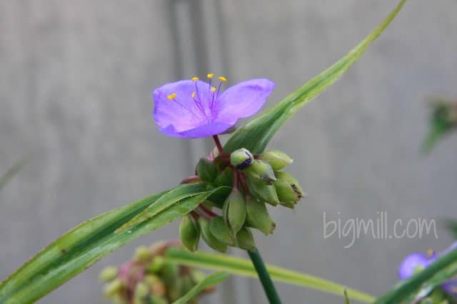 Spiderwort is just one of the edible flowers growning in the garden at Big Mill B and B in Williamston, NC | https://chloesblog.bigmill.com/spiderwort-edible-flower-in-the-big-mill-garden
