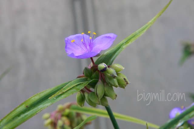 Spiderwort - Edible flower in the Big Mill B&B Garden