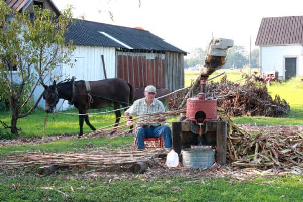 Making molasses in Bear Grass, NC near Big Mill Inn