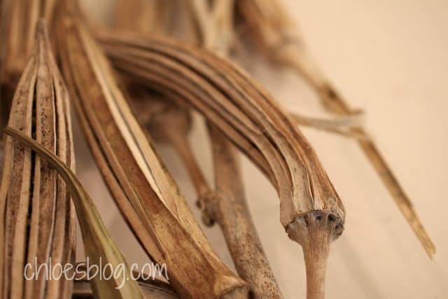 Dried Okra Pods Photo - Okra seed pods make good craft ideas - DIY crafts with a country flair | https://chloesblog.bigmill.com/okra-santa-ornaments-from-the-garden-at-big-mill/