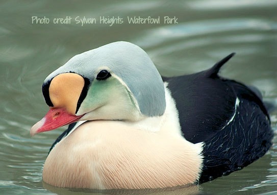 Endangered bird breeding programs at Sylvan Heights in eastern NC. Read more on chloesblog.com