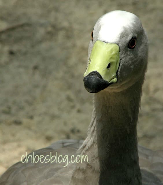 Matilda at Sylvan Heights Waterfowl Park Scotland Neck NC, just 40 miles from Big Mill Bed and Breakfast. It's a fun thing to do for the whole family. A bird-lover's paradise. bigmill.com