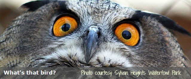 See owls and endangered birds at Sylvan Heights Waterfowl Park near bigmill.com 