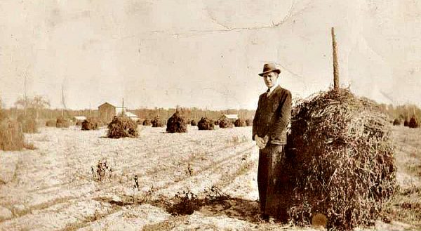 Peanut Stacks in eastern NC in early 1040's near Big Mill BandB