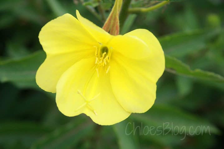 Night Blooming Flowers in the Big Mill BB garden