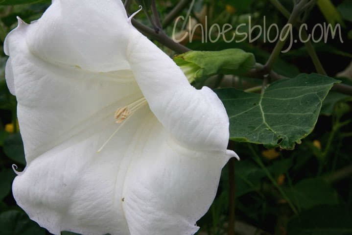 Devil's Trumpet or Jimson weed perfumes the night air at Big Mill B&B