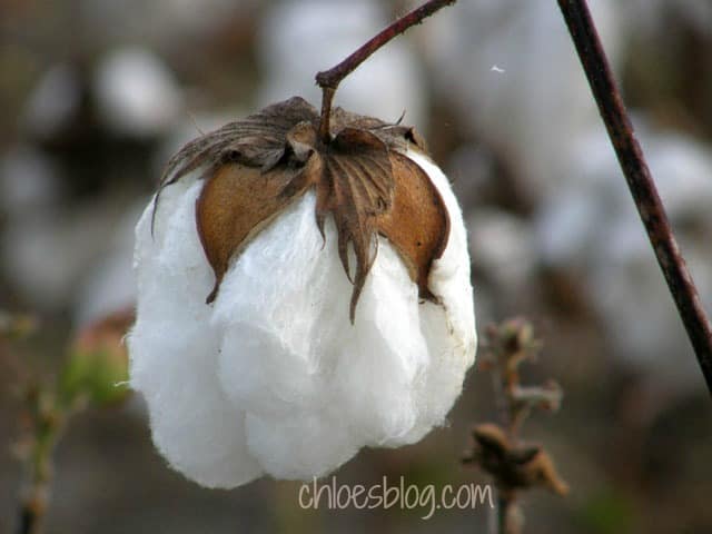 High Cotton growing on the farm at Big Mill B&B in NC