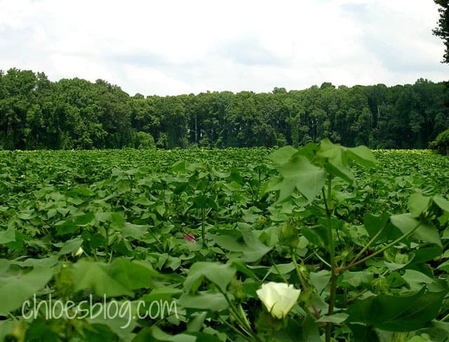 High cotton in the South, in the fields next to Big Mill, a farm Bed and Breakfast near Greenville, NC