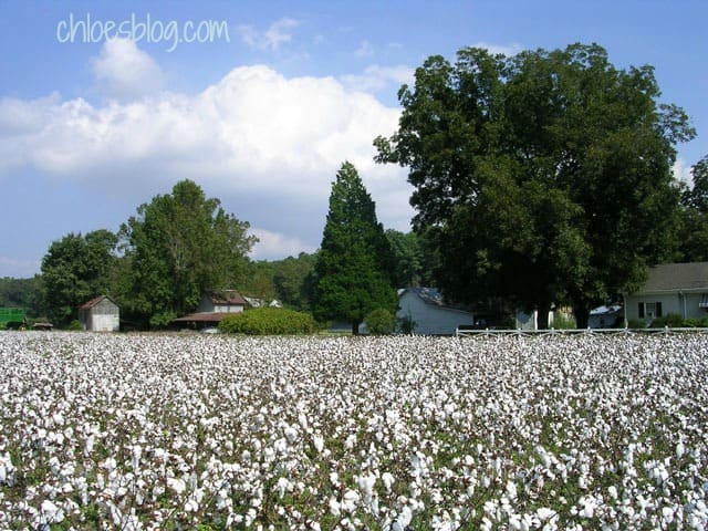 Cotton fields on the bed and breakfast farm at Big Mill in eastern NC