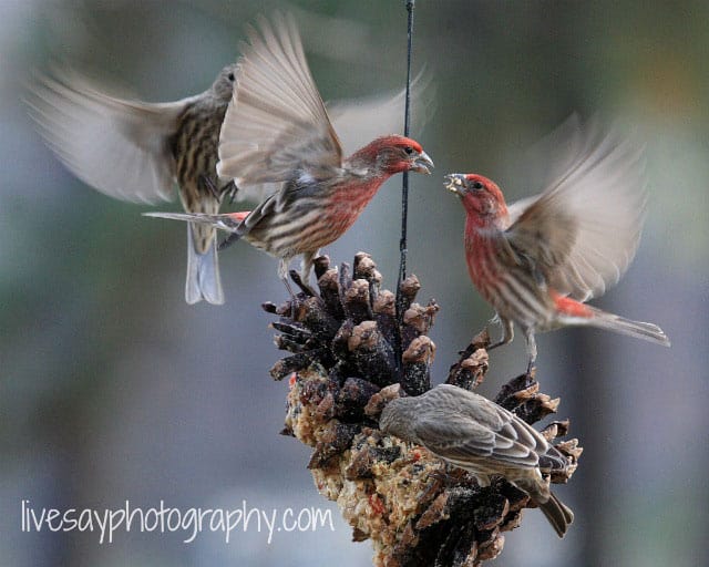 Suet recipe lures chipping sparrow to Big Mil B&B, a bird-friendly bed and breakfast near Greenville, NC