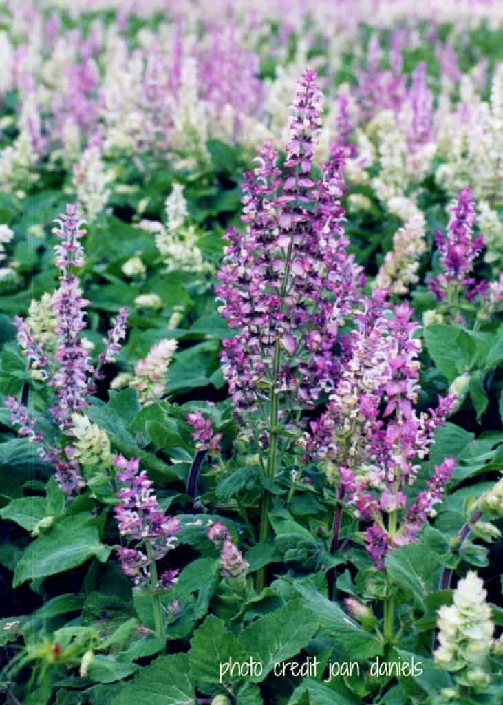 Celebrate Sage at the Sage Festival in Windsor, NC