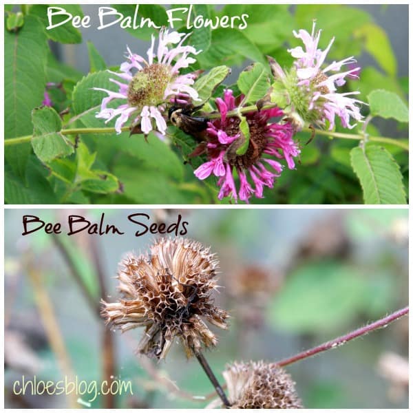 It's fun to compare flowers in their before and after states. These Bee Balm flowers and their seed pods are ready for harvest. Read more about how to save seeds for next year's planting on chloesblog.com | To everything, there is a season -- This Cleome flower and seed pod are living proof from Big Mill B&B garden in eastern NC Saving seeds from Cleome flowers at Big Mill Learn more about how to save seeds for next year on chloesblog.com | www.chloesblog.bigmill.com/how-to-save-flower-seeds