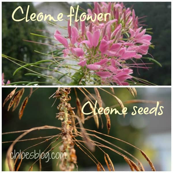 To everything, there is a season -- This Cleome flower and seed pod are living proof from Big Mill B&B garden in eastern NC Saving seeds from Cleome flowers at Big Mill Learn more about how to save seeds for next year on chloesblog.com | www.chloesblog.bigmill.com/how-to-save-flower-seeds