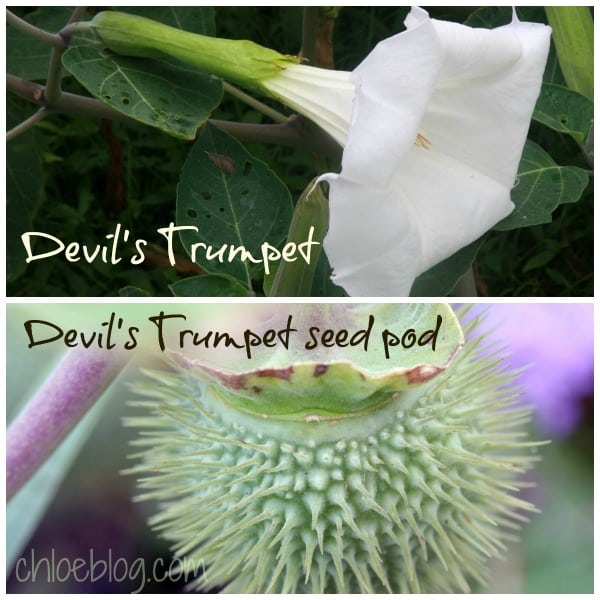 Datura or Devils Trumpet flower and seed pod from garden at Big Mill B and B. Learn more about saving seeds for next year on chloesblog.com | www.chloesblog.bigmill.com/how-to-save-flower-seeds