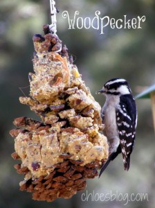 One of the 5 Birds You Should Be Attracting to Your Backyard -- Woodpecker and suet at Big Mill B&B in eastern NC | www.chloesblog.bigmill.com/birds-that-help-garden-grow/