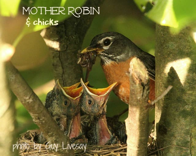 Mother robin feeding her chicks at Big Mill | www.chloesblog.bigmill.com/birds-that-help-garden-grow/