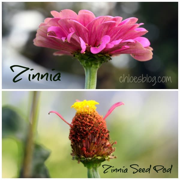 This lovely zinnia flower and its seed pod will be saved for next year's planting in Big Mill B and B garden. Learn more about saving seeds for next year on chloesblog.com | www.chloesblog.bigmill.com/how-to-save-flower-seeds