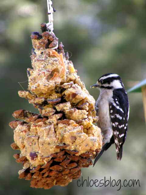 Woodpecker at Big Mill eating innkeeper's Suet | https://chloesblog.bigmill.com//easy-homemade-suet-recipe
