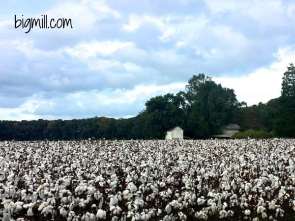 Cotton in bloom at Big Mill B&B Extended Stay farm 